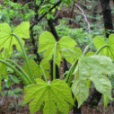 벽오동의 잎