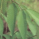 느티나무의 잎