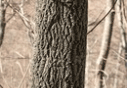 황벽나무의 나무기둥