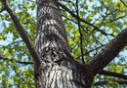 황철나무의 나무기둥