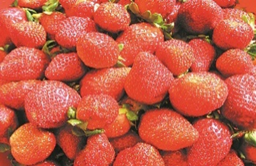 원동 딸기
