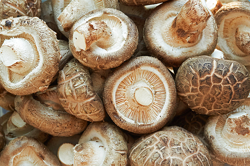 표고버섯의 파일 이미지1