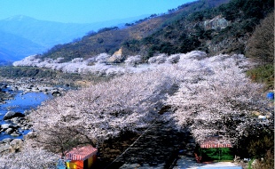 화개장터 벚꽃축제(취소)의 파일 이미지1