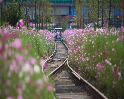 하동북천코스모스·메밀꽃 축제